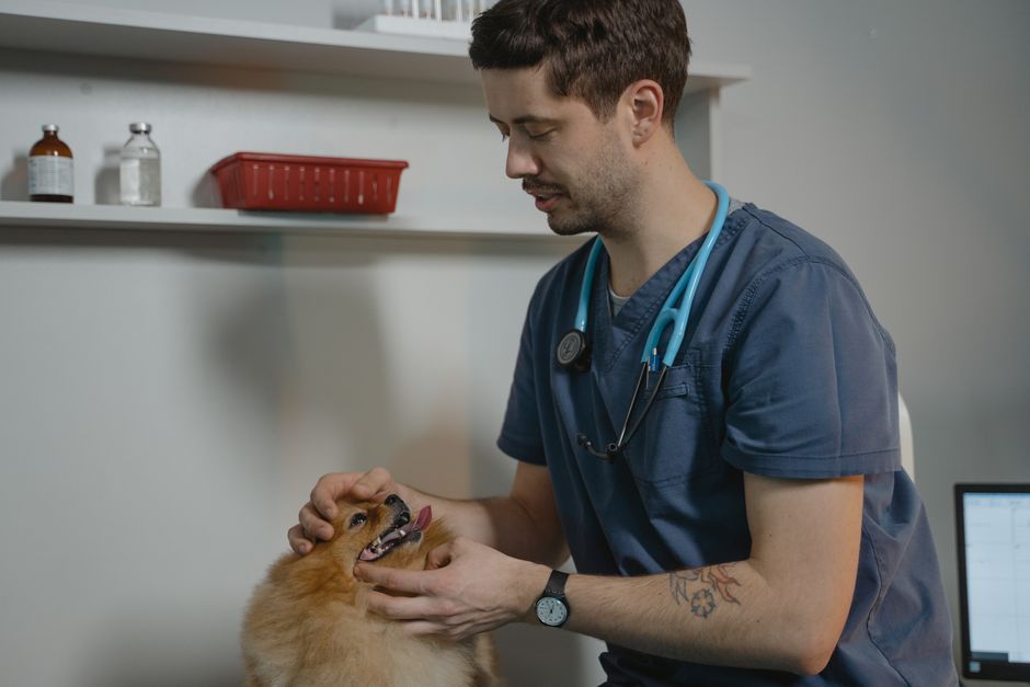 Vacunación anual en perros y gatos: ¿rito o ciencia? Veterinarias piden mirar al paciente