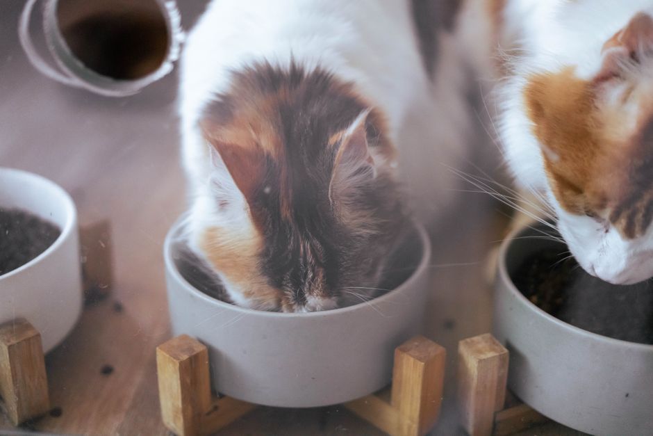 Retiro de alimento para gatos por Salmonella: qué lotes y qué hacer