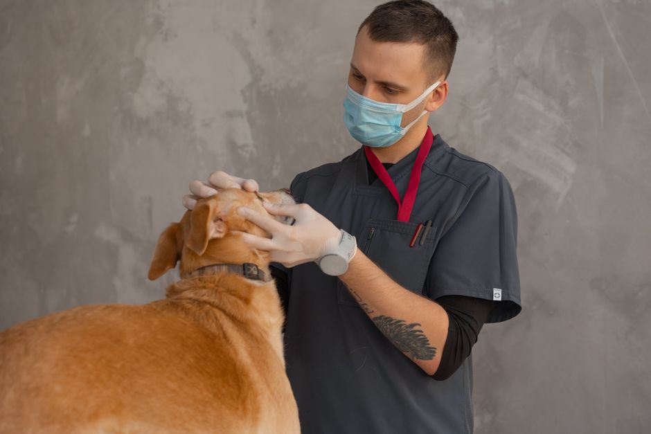 ANMAT prohibió un producto para mascotas: qué tenés que mirar antes de comprar