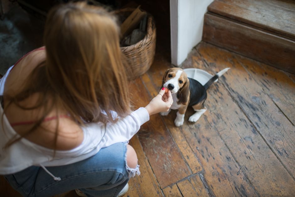Retiran un alimento popular para perros por Salmonella: qué tenés que mirar hoy