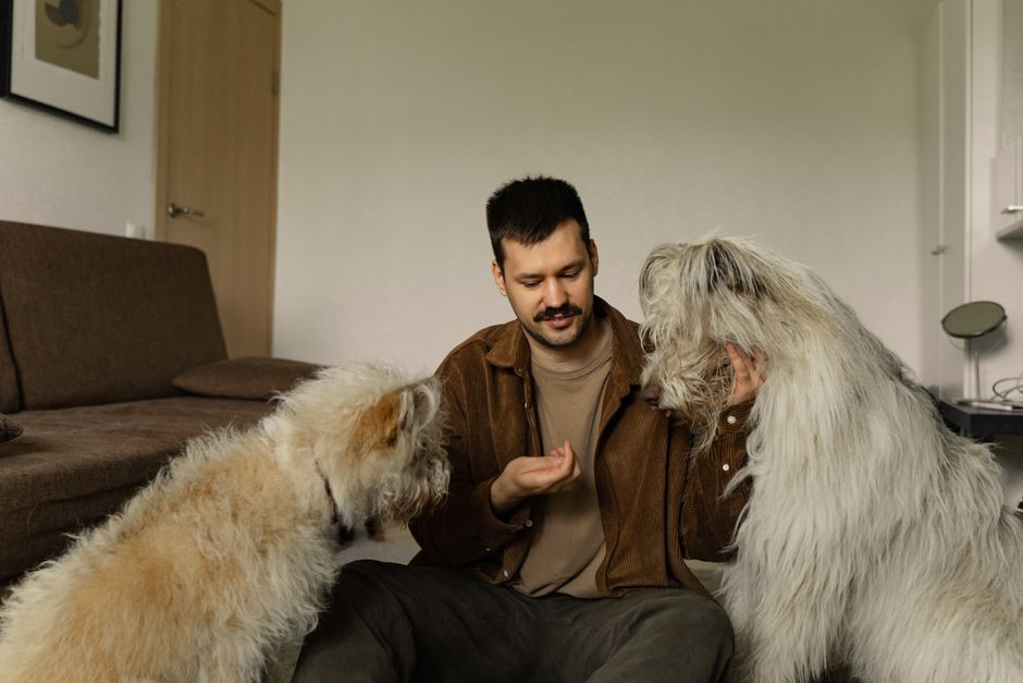 SENASA actualiza las enfermedades notificables: qué mirar en tu perro y gato