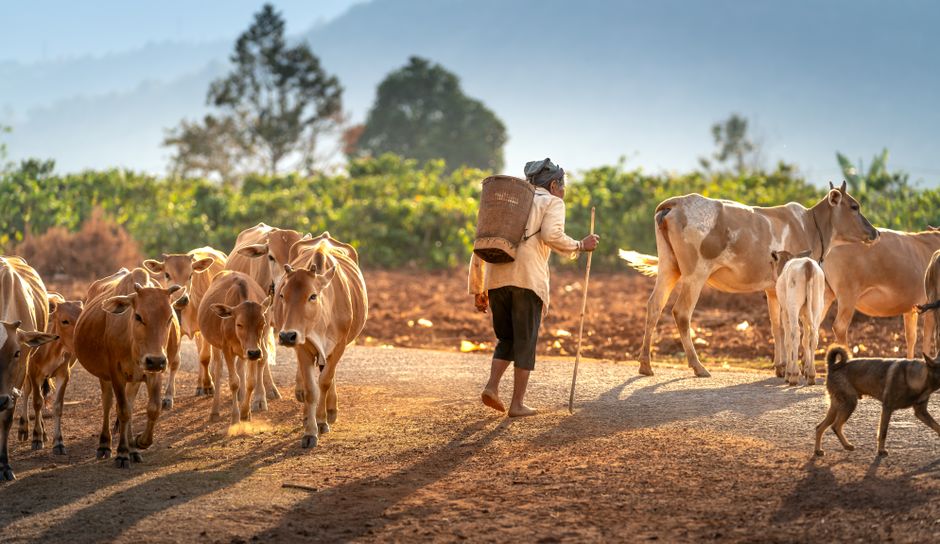 Zoonosis: FAO, OIE y OMS lanzan guía ‘Una sola salud’ y esto te toca de cerca