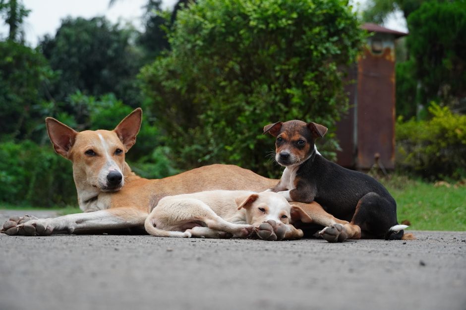 Rabia y zoonosis: la OPS lanza una herramienta para contar perros y gatos, y esto te toca de cerca