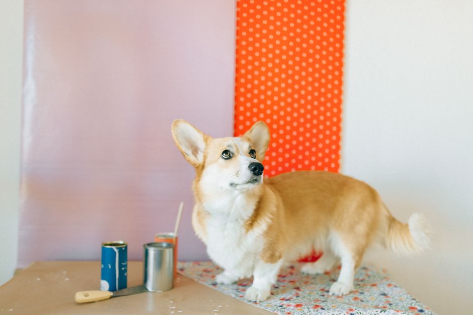 Retiran latas de Fromm por metal: qué lotes y qué mirar en tu perro
