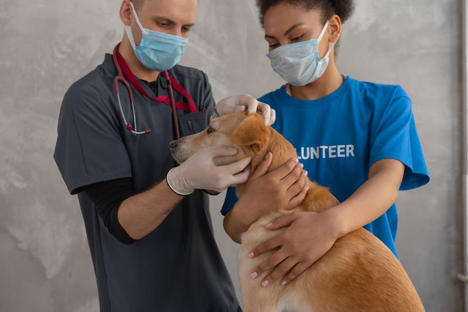 Amdoparvovirus en perros: la alerta que tenés que conocer hoy
