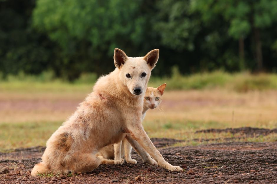 Rabia canina: Chile eliminó la transmisión y qué mirar en tu perro hoy