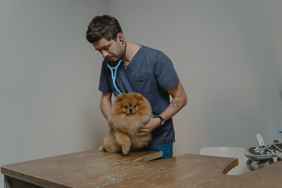 Cáncer en mascotas: la base de datos mundial que cambia todo (y qué mirar en tu perro hoy)