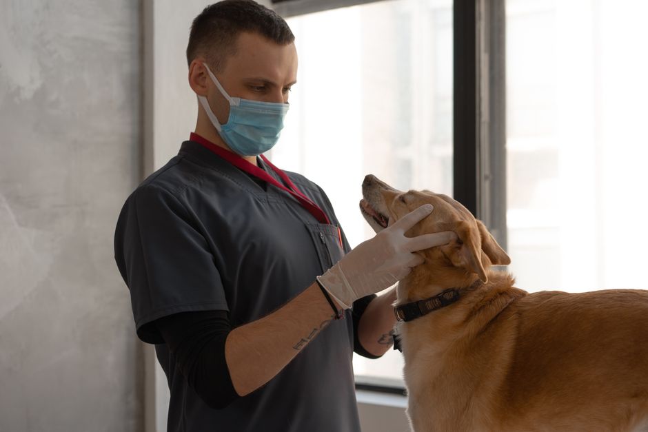 Fenobarbital y epilepsia canina: la EMA revisa riesgos y esto tenés que saber