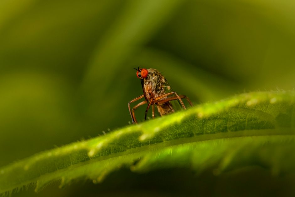 Vectores y cambio climático: la OMS animal pide preparación y esto te toca de cerca
